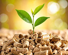 Aus einem Haufen Holzpellets wächst eine kleine grüne Pflanze mit zwei Blättern, die Wachstum, Heizung und Wärme symbolisiert, vor einem unscharfen, sonnenbeschienenen Hintergrund, der Nachhaltigkeit und erneuerbare Energie suggeriert. Meckel-Bad Plauen